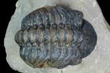 Reedops Trilobite - Atchana, Morocco #130537-2